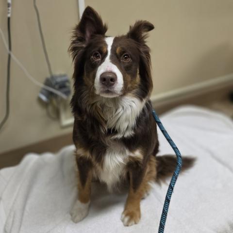 Photo for 161342 [Taz]