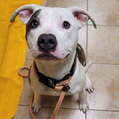 Photo for 161378 [Verona]