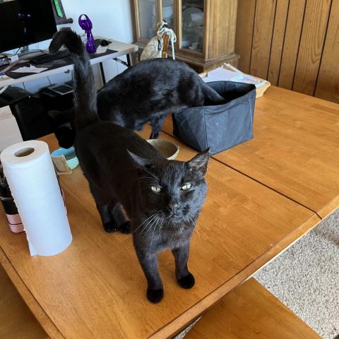 Photo for 161404 [hershey]