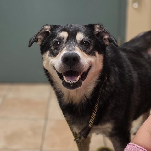 Photo for 161429 [Nala]