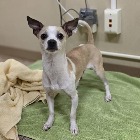 Photo for 161433 [Bing Bong]