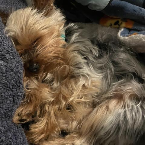 Photo for 161446 [Chanel]