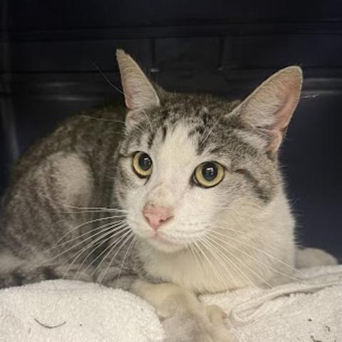 Photo for 161462 [Finch]