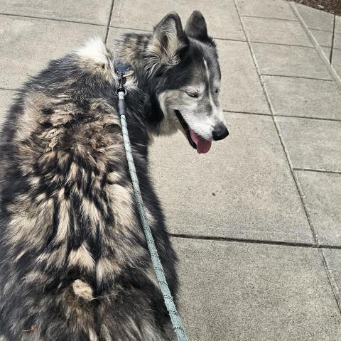 Photo for 161508 [Husky–Malamute mix]