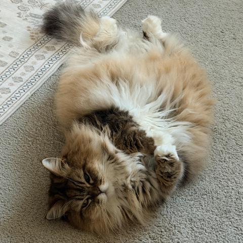 Photo for 161510 [Pretty Kitty]