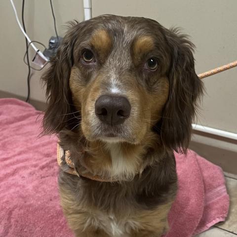 Photo for 161525 [Rocky]