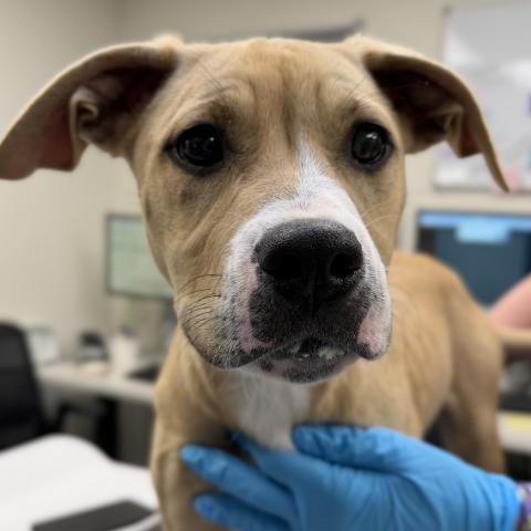 Photo for 161591 [Creme Brulee]