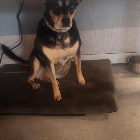 Photo for 161644 [Chiva]