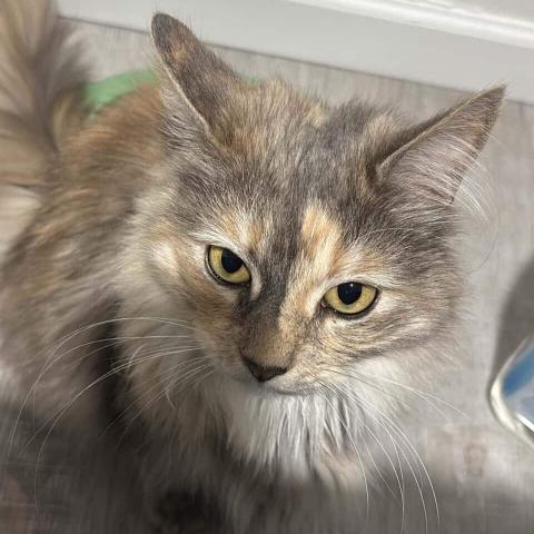 Photo for 161658 [Opal]