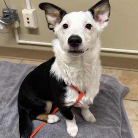 Photo for 161697 [Arlo]