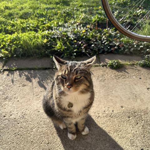 Photo for 161784 [Bobby]