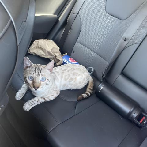 Photo for 161799 [Yayo ]