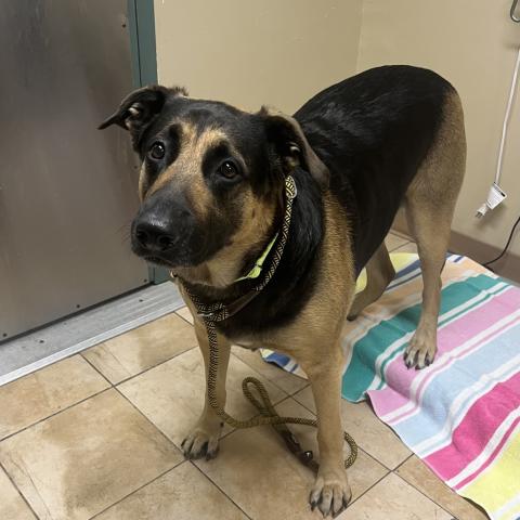 Photo for 161975 [Pontiac Firebird]