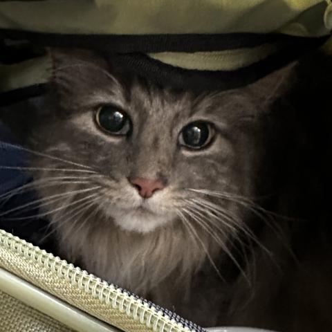 Photo for 161977 [Nola]