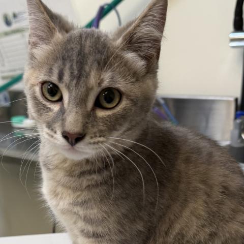 Photo for 162002 [Starfish]