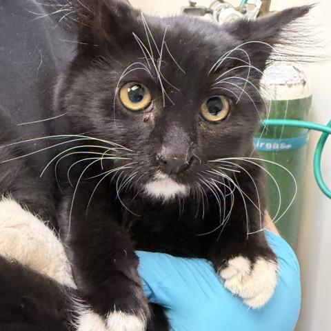 Photo for 162006 [Seagull]