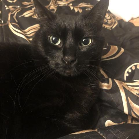 Photo for 162031 [Kale]