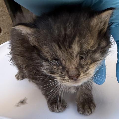 Photo for 162035 [Crustacean]