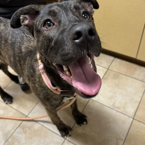 Photo for 162048 [Violet]