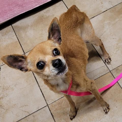 Photo for 162050 [Fettuccine]