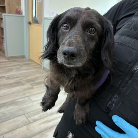 Photo for 162052 [Harold]