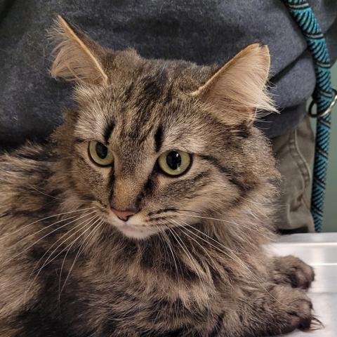 Photo for 162055 [Kitty Kitty]