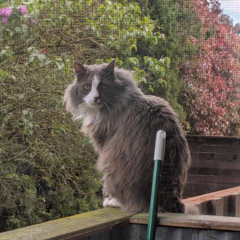 Photo for 162058 [Pablo]