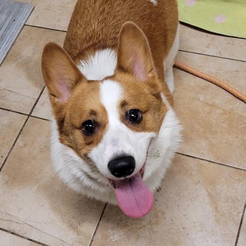 Photo for 162063 [Chubby]