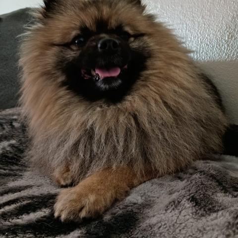 Photo for 162112 [Lobo]