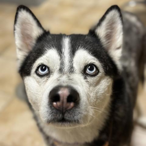 Photo for 162116 [Penny]