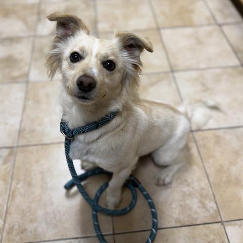 Photo for 162151 [Blanco (aka Lucky)]