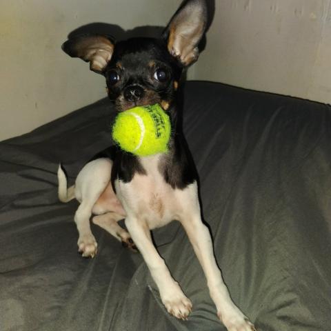 Photo for 162211 [Rocco]