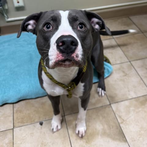 Photo for 162219 [Shadow]