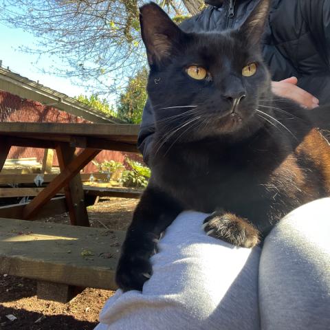 Photo for 162223 [Dragon]