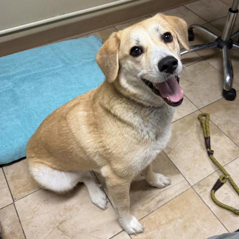 Photo for 162229 [Sugar]