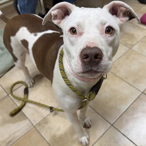 Photo for 162266 [Jellybean]