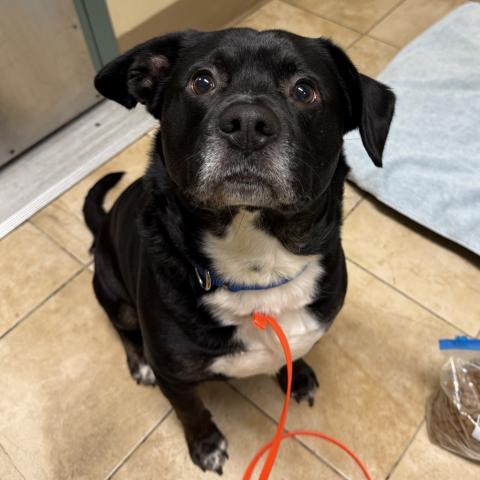 Photo for 162283 [Lima Bean]