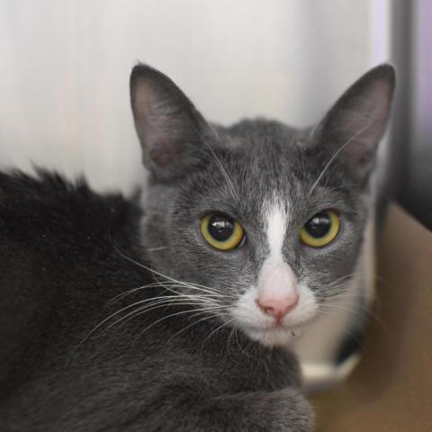 Photo for 162291 [Nursing cat with 2 kittens]