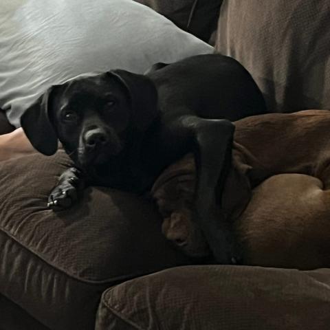 Photo for 162334 [Bella]