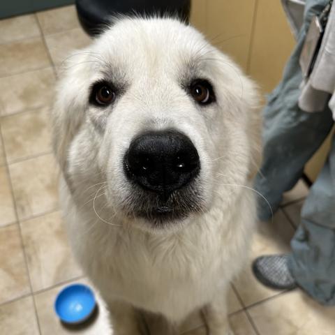 Photo for 162373 [Beluga]