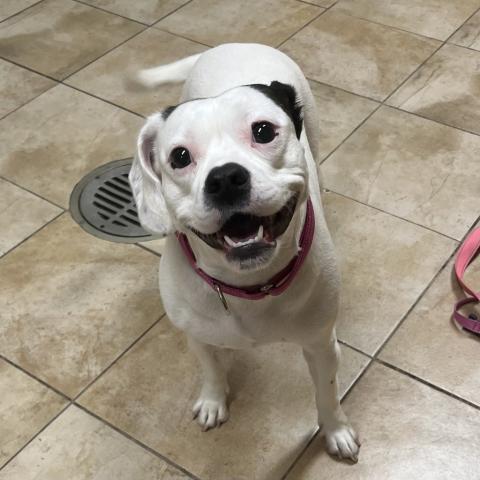 Photo for 162404 [Dot]