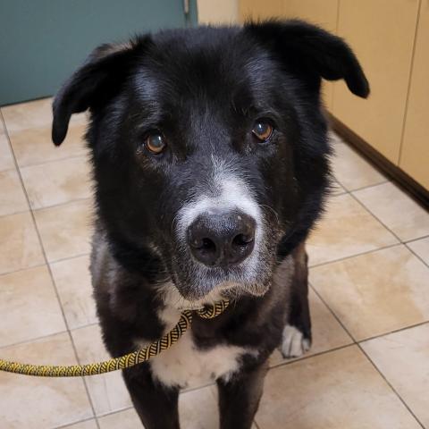 Photo for 162412 [J'Barkus]