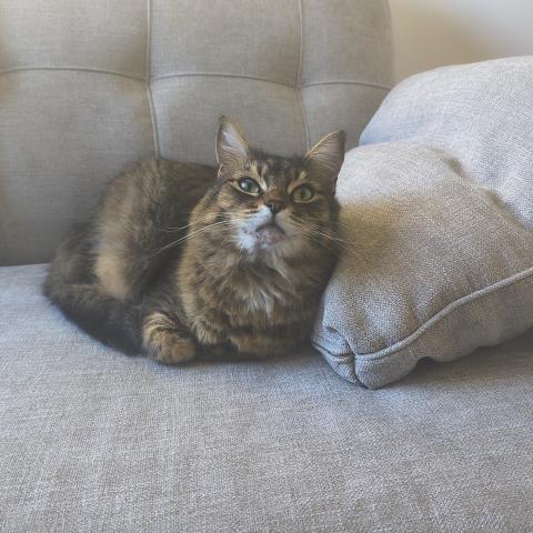 Photo for 162438 [Louie]