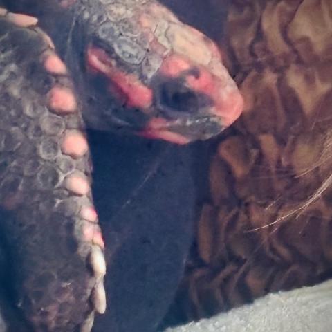 Photo for 162470 [Olivia ]