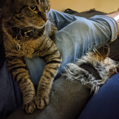 Photo for 162472 [Scarlett ]