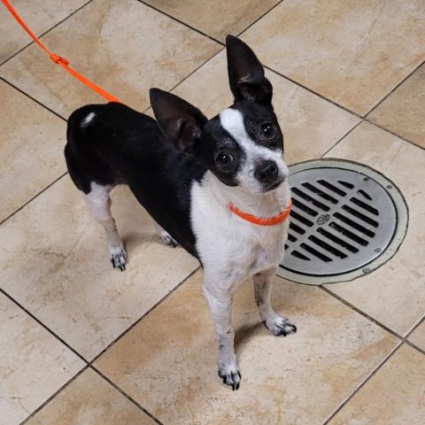 Photo for 162502 [The Muffin Man]