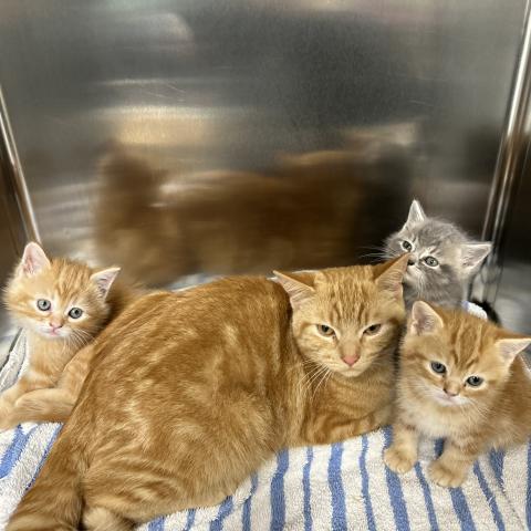 Photo for 162523 [1 adult male & 3 male kittens (348186-9)]