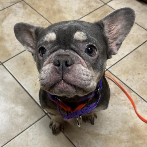 Photo for 162541 [Stella]