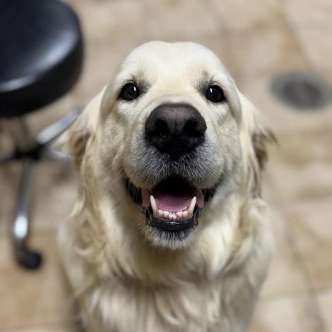 Photo for 162575 [Daisy]