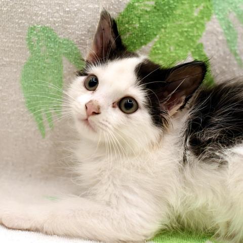 Photo for 162587 [348230]